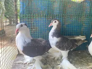 Pigeon