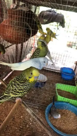 Lovebirds