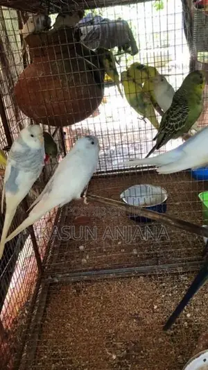 Lovebirds