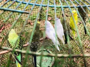 Lovebirds