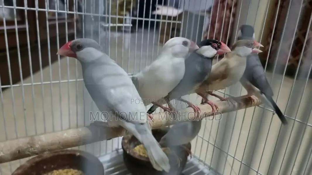 Java Bird