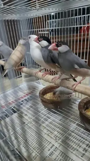 Java Bird