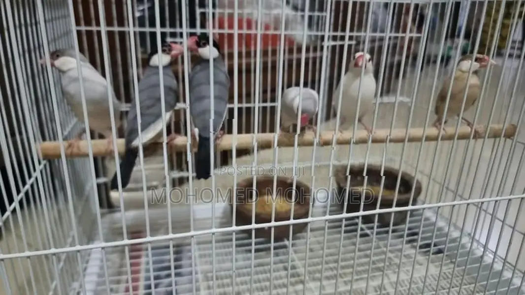 Java Bird