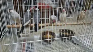 Java Bird