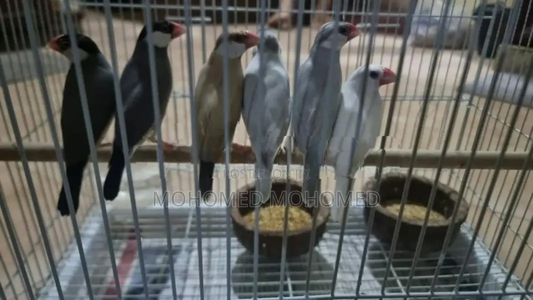 Java Bird