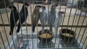 Java Bird