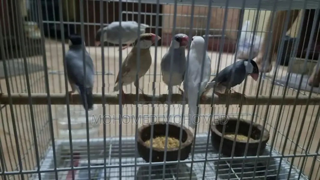 Java Bird