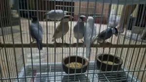Java Bird