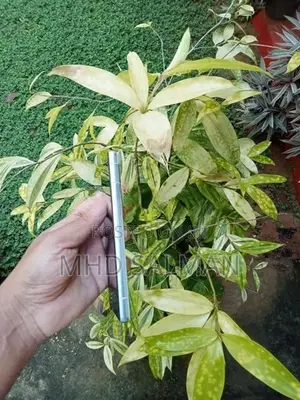 Google Pixel 7a (Used)