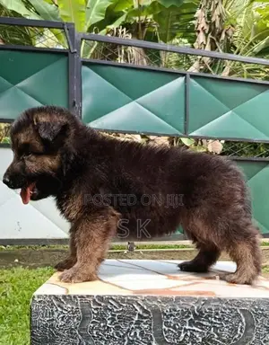 German Shepherd