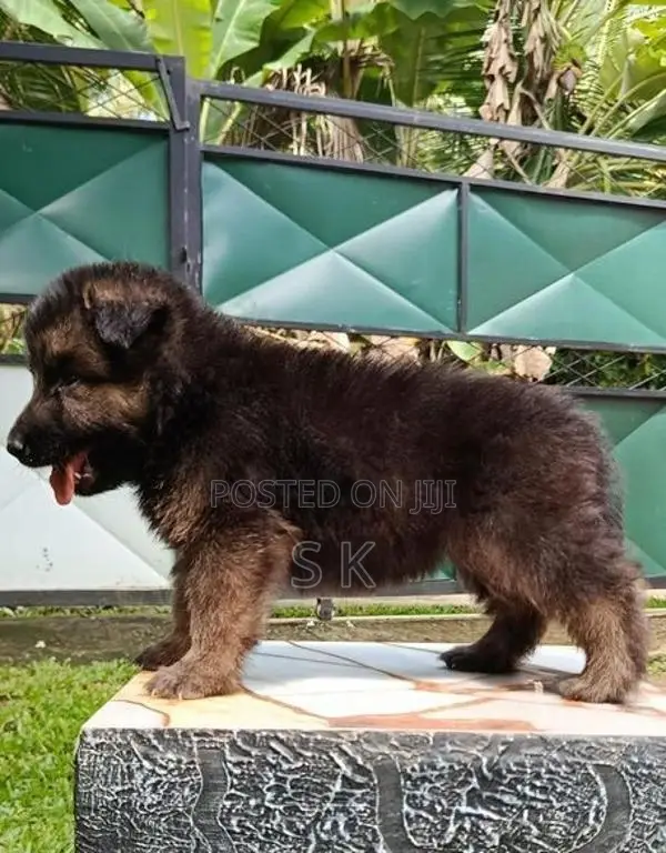 German Shepherd
