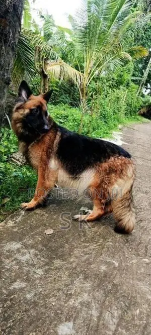 German Shepherd
