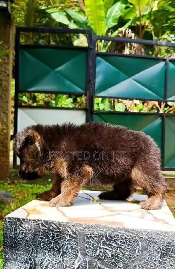 German Shepherd