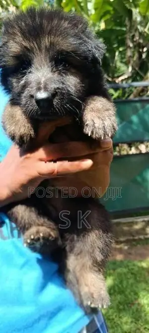 German Shepherd