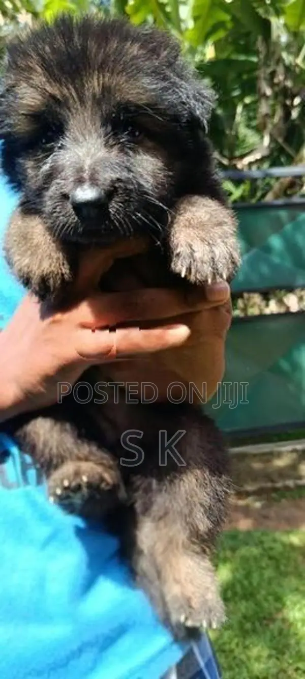 German Shepherd