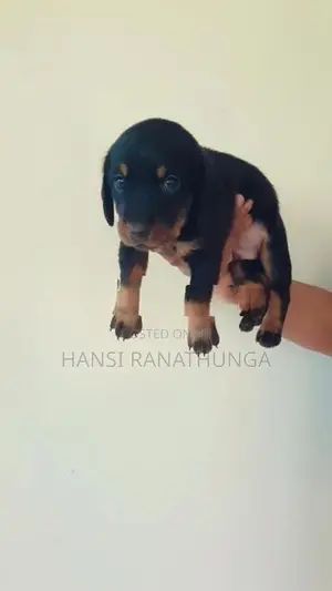 Dachshund