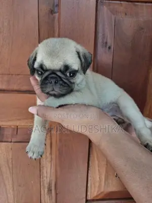 Pug Puppies
