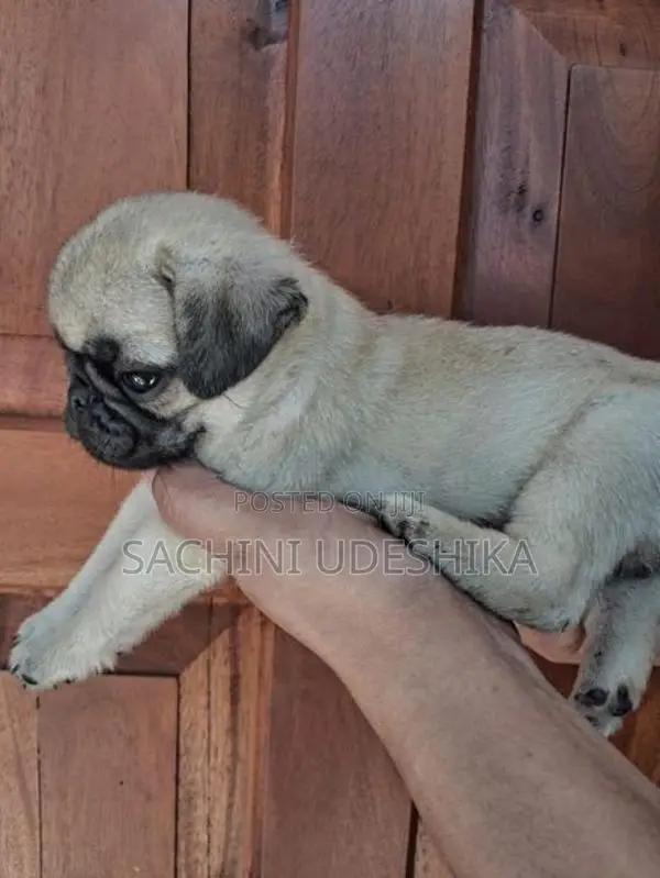 Pug Puppies