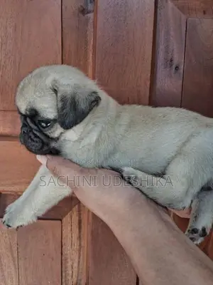Pug Puppies