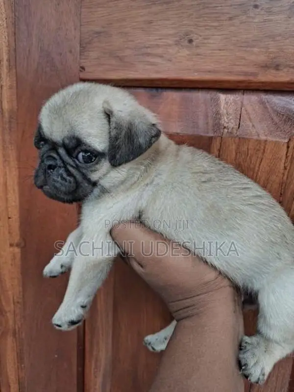 Pug Puppies