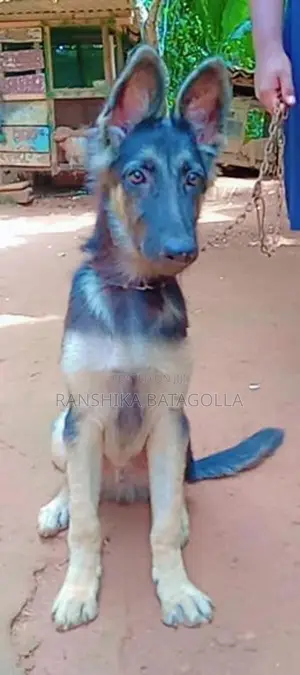German Shepherd
