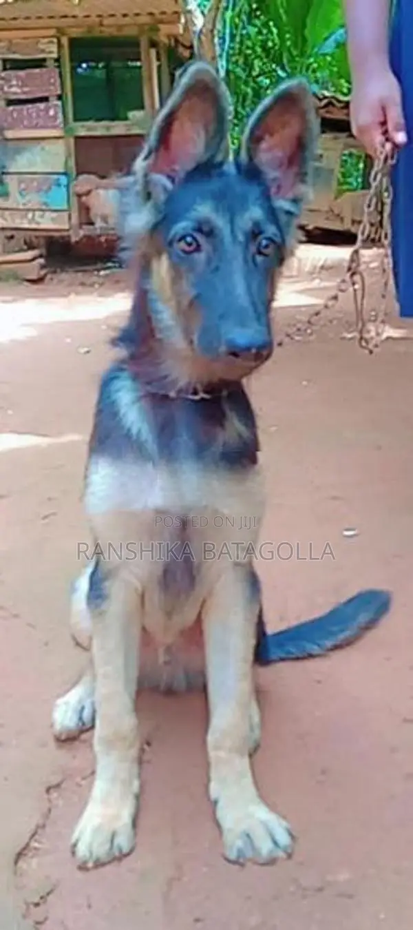 German Shepherd