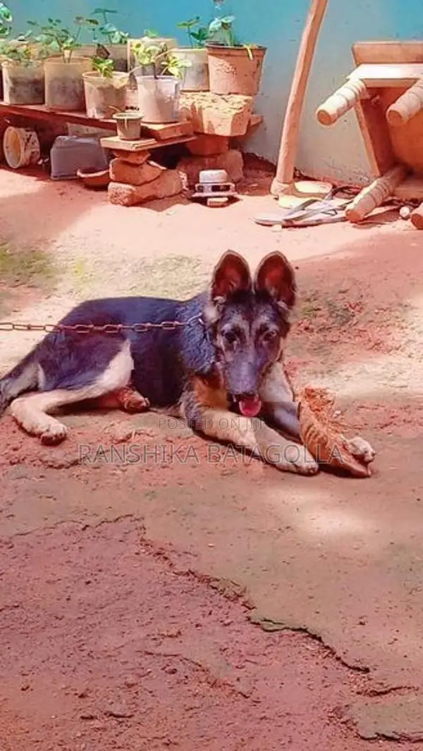 German Shepherd