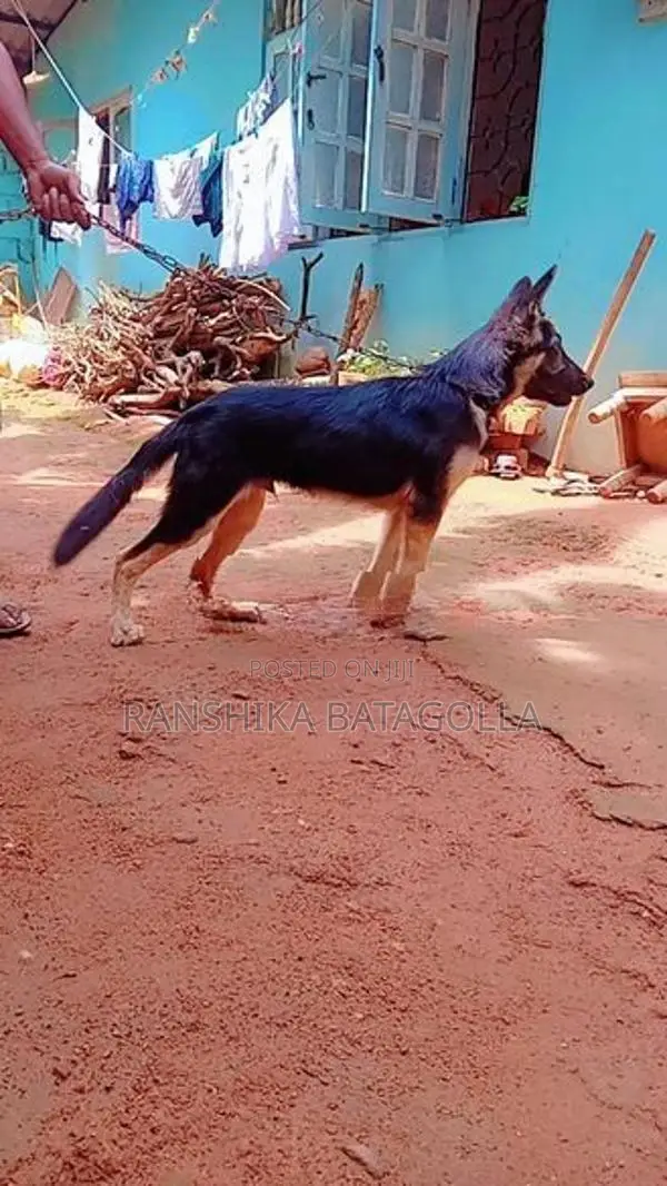 German Shepherd