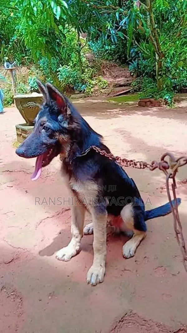 German Shepherd