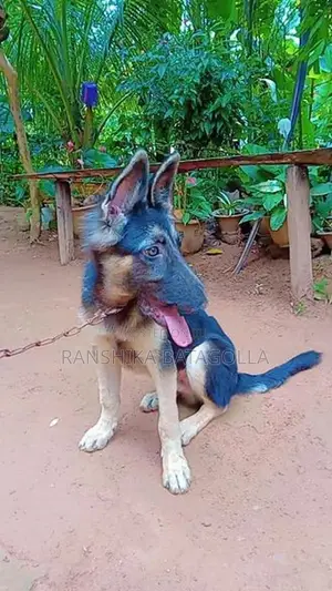 German Shepherd