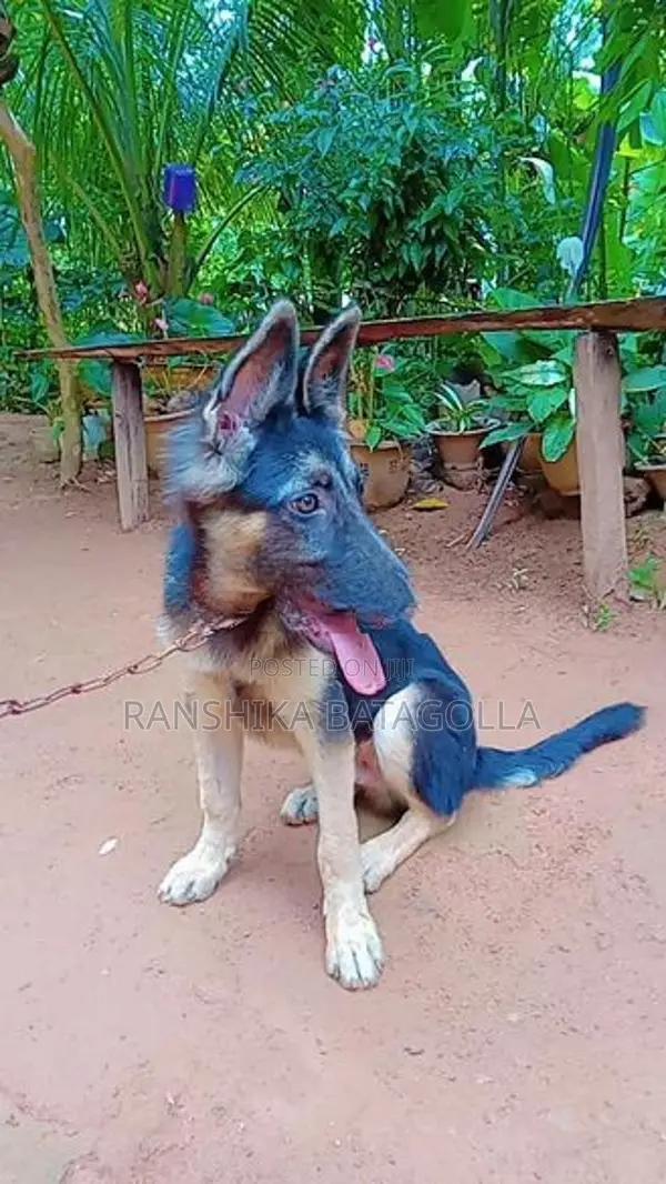 German Shepherd