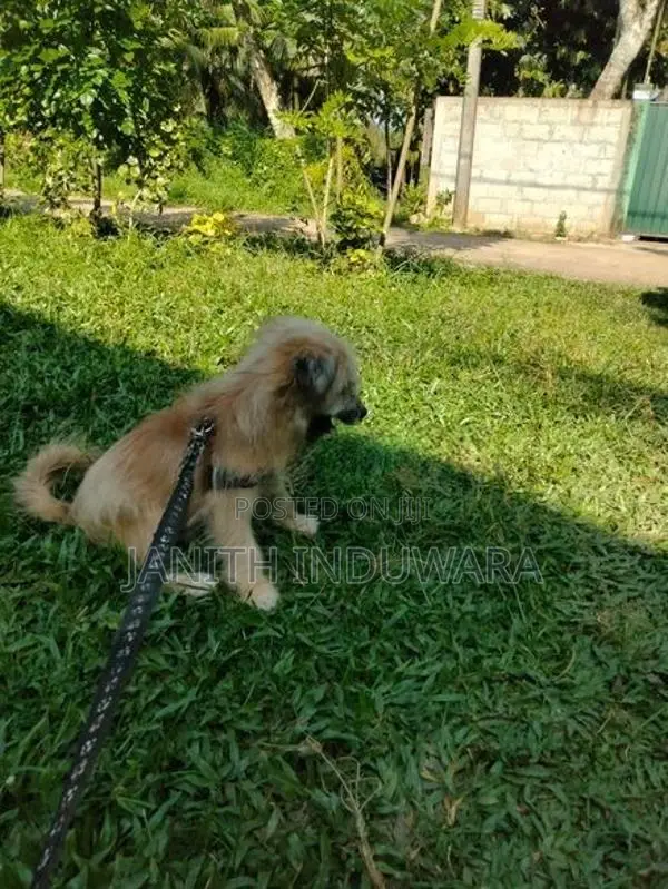 Shih Tzu Puppy