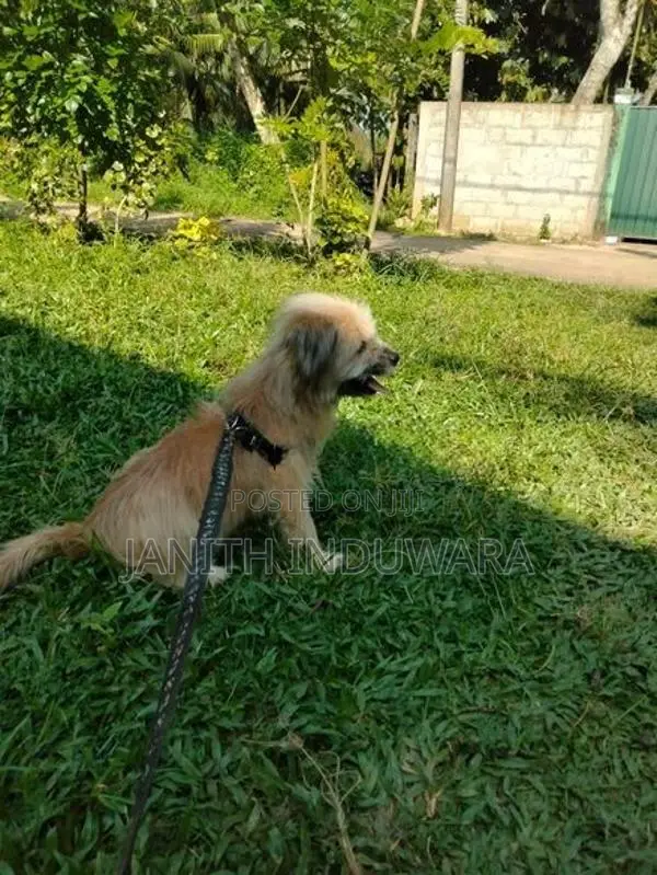 Shih Tzu Puppy