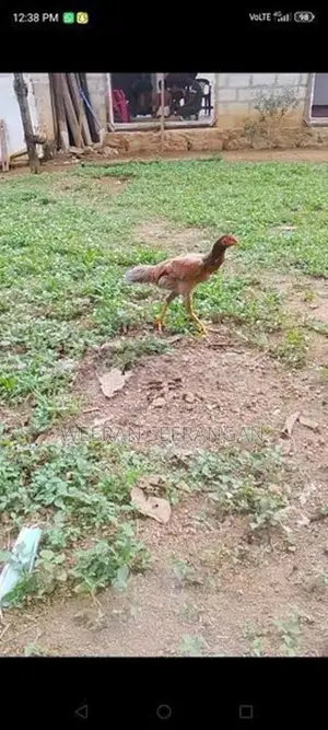 අලු වාර කිකිළියක් - Poultry