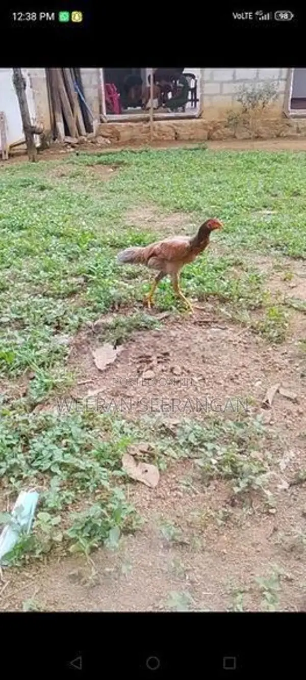 අලු වාර කිකිළියක් - Poultry