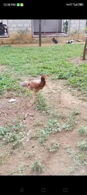අලු වාර කිකිළියක් - Poultry