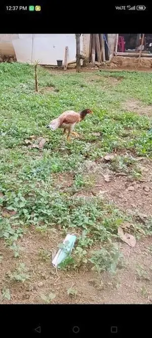 අලු වාර කිකිළියක් - Poultry