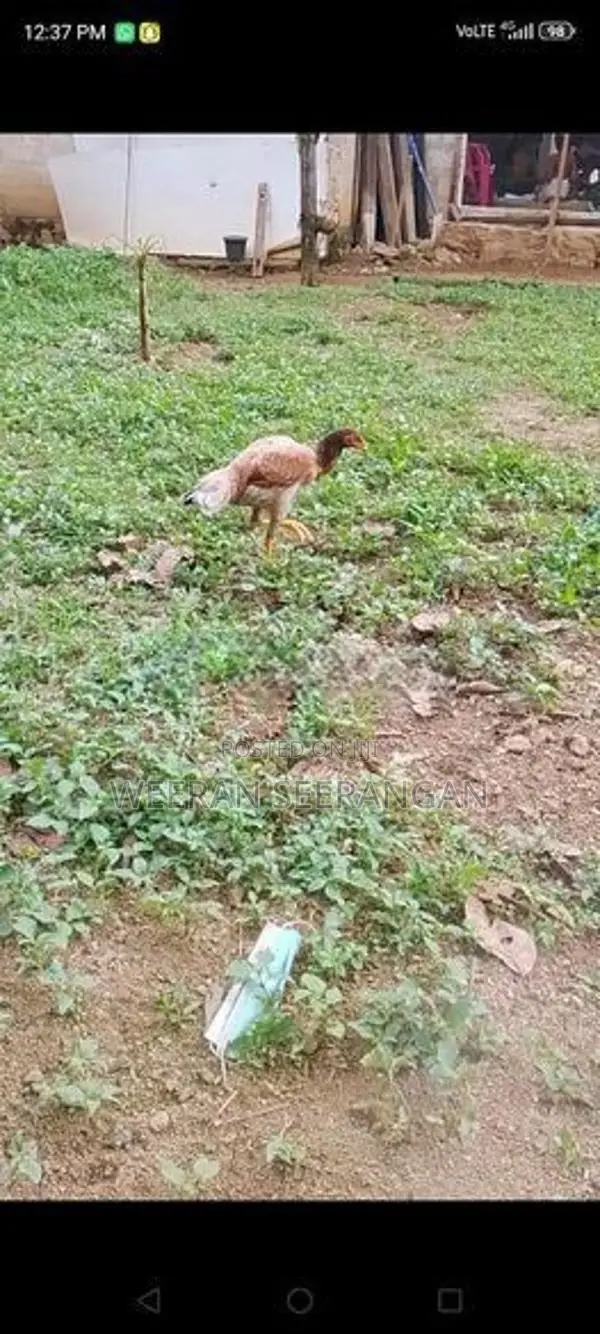අලු වාර කිකිළියක් - Poultry