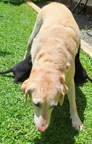 Labrador Cross Rottweiler