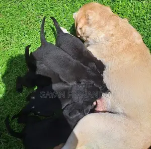 Labrador Cross Rottweiler