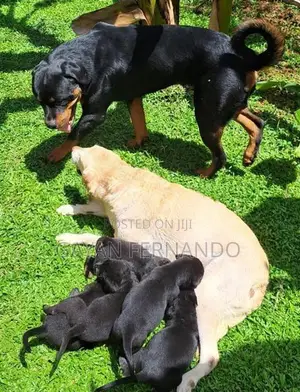 Labrador Cross Rottweiler
