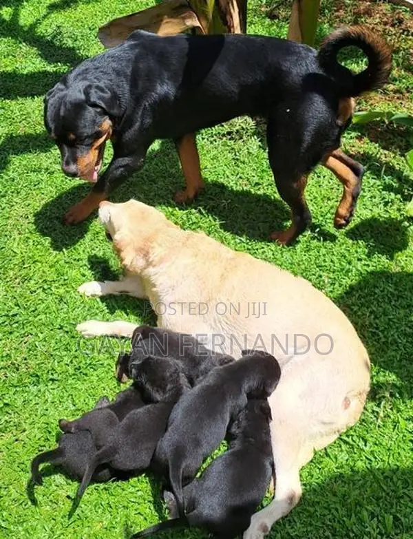 Labrador Cross Rottweiler