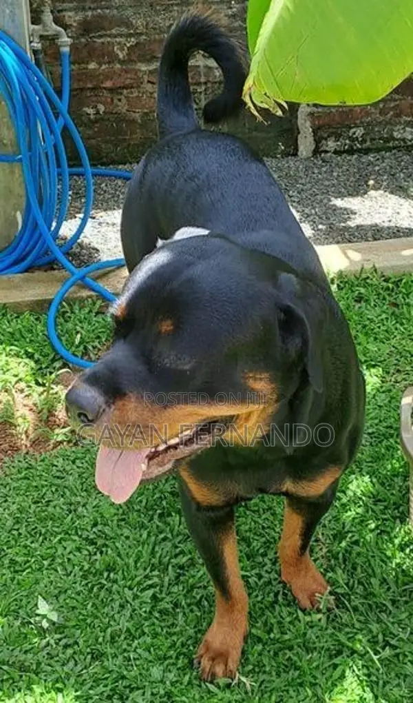 Labrador Cross Rottweiler