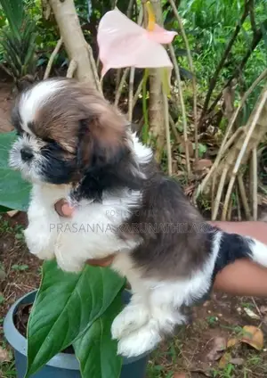 Shih Tzu Puppy