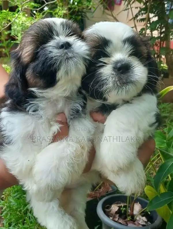 Shih Tzu Puppy