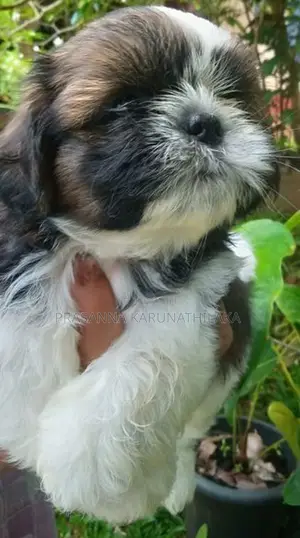 Shih Tzu Puppy