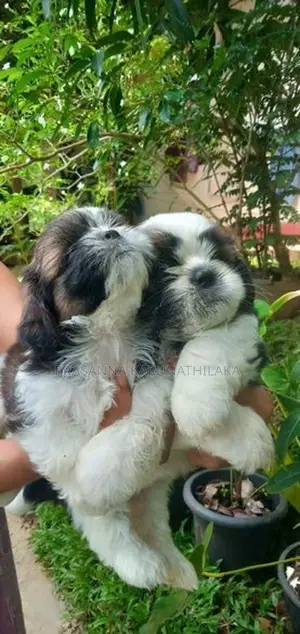 Shih Tzu Puppy