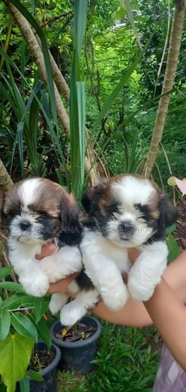 Shih Tzu Puppy