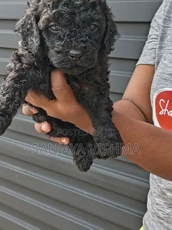 Toy Poodle Female Puppy