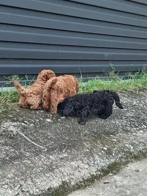 Toy Poodle Female Puppy